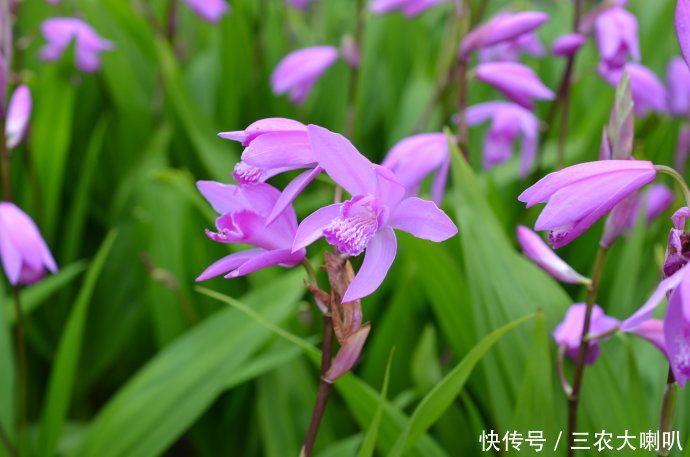 农村一种土豪们才敢种的药材，一斤市场高达上千元！