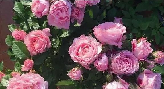  花养：春暖花开鸟语花香，这几种花养家里，招蜂引蝶花开美，美出一片新世界