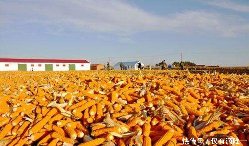  「玉米」玉米补贴马上要到账了，可这4种情况却无法领取，希望别