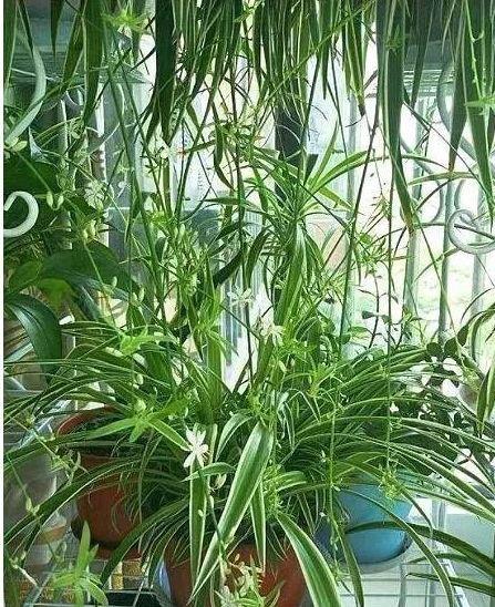 #试试#养花试试这几款,长到爆盆,净化效果非常好,特别好养活