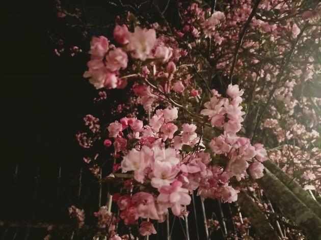  「暗夜」暗夜幽灯下的迷醉