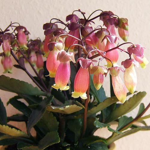  喜欢：喜欢菊花，就养盆“欧洲小米菊”水晶紫，花香袭人，芳香四溢！
