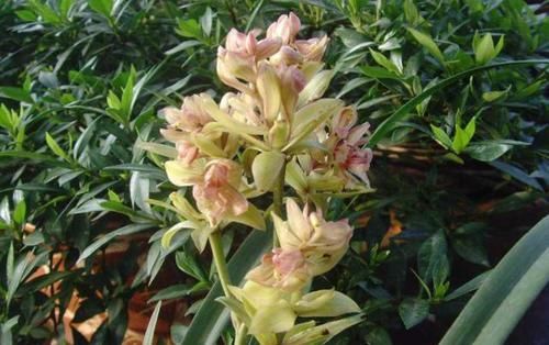  「欣赏价值」王奶奶爱养花，她的2盆兰花，香味清新迷人，曾经价格高如今亲民