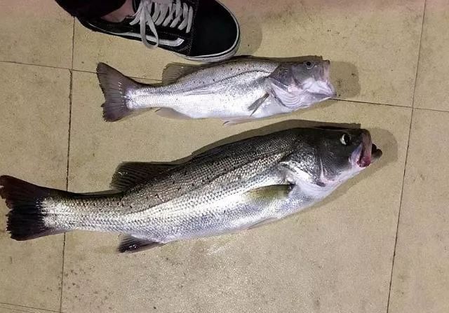 钓鱼人为何讨厌泥鳅党?这三大罪状令人不齿,危