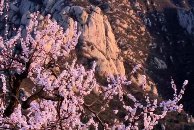 花开成海！！！再过半个月，海淀这座山将美成童话！