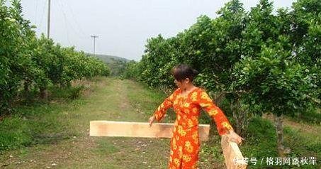 它是世界上最轻的树，外国人用它造飞机，中国人却用来做暖瓶塞