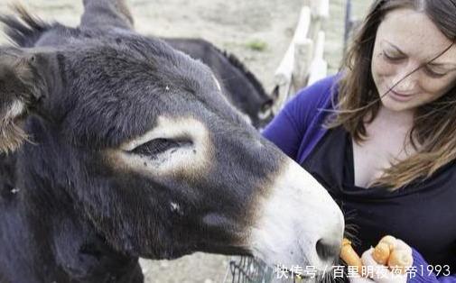  「资金充足」驴肉卖6千，驴皮卖2千，可为什么农村没人养驴？