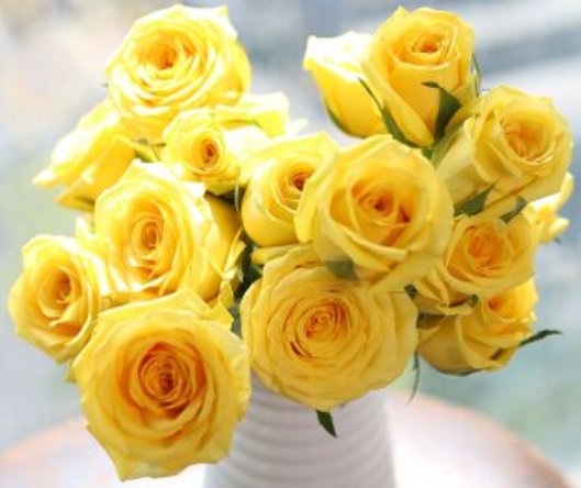 【金香玉】喜欢菊花,不如养盆“玫瑰极品”金香玉,花色金光闪闪,花香醇厚