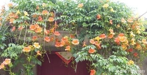 『适合』若是有个院子,定要养上此4种花,养成花海,一进院就迷住