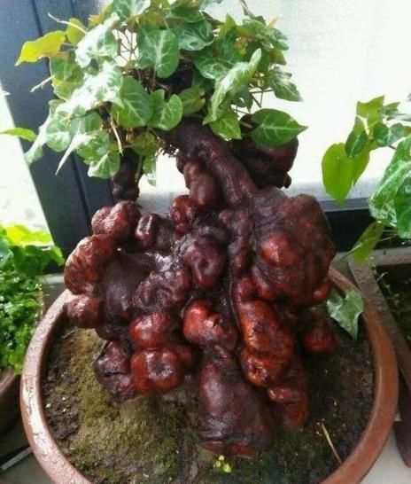 中药材也可以做盆景美观又实用自己种植还省了不少银子