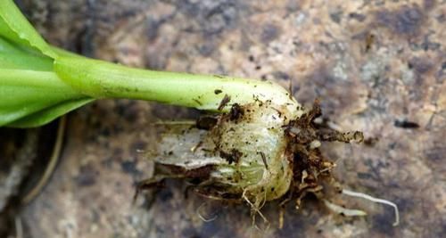  「野草植物」个头小，常被摘掉，殊不知此为“羊耳蒜”，146元一斤