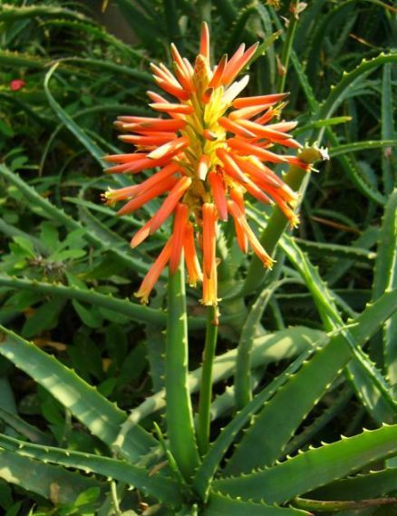  「家里」除甲醛、防雾霾的4种花，家里养2盆，空气清新，比啥都强！