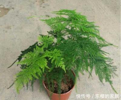 喜欢@喜欢在家中养护漂亮的花卉,就选择3种花卉,花色鲜艳,开花量大