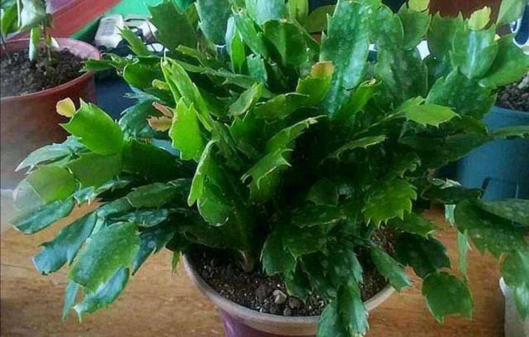  夏天高温期间|夏天蟹爪兰要“休眠”，4件事不要做，否则叶子枯萎发软