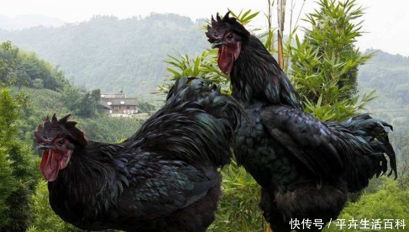  #我国#农村一种我国古老的养殖品种，现在一斤20元，年纯收入10