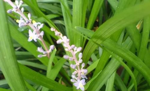  『常见』30种 · 野外常见植物，你叫啥？