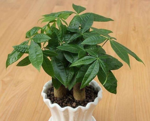  #消毒#夏季种植发财树，放置在客厅？选择“剃光头”，更有利于后续发展