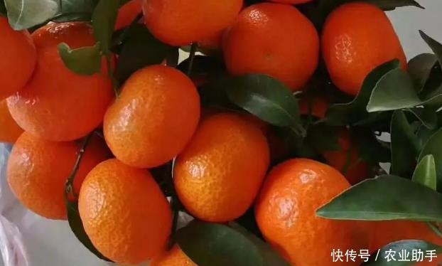 砂糖桔行情不好，钱都是果商赚走了吗，看看果商怎么说