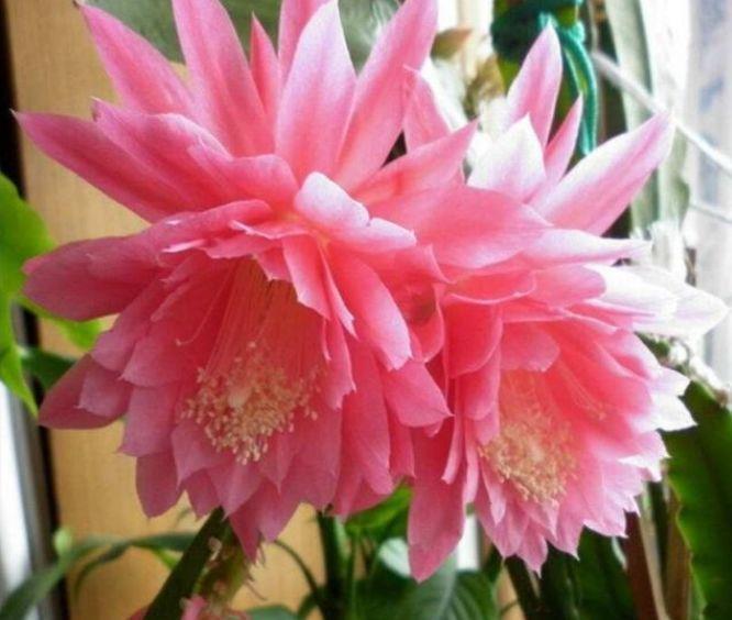 懒人|3种花,是懒人的福音,花期达200多天,盆盆漂亮又好养