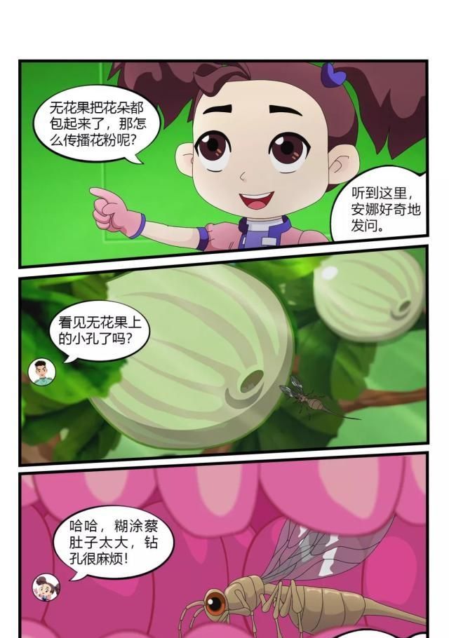  真的：果实内的旅行：无花果真的没有花吗？