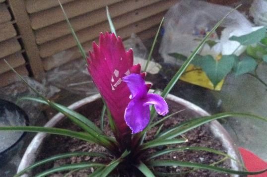  [新奇]铁兰开花了，紫色花朵太新奇，老妈非说是塑料假花！