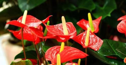 「红掌」红掌养护“小攻略”,做好这些事,叶子翠绿花不断,越长越旺