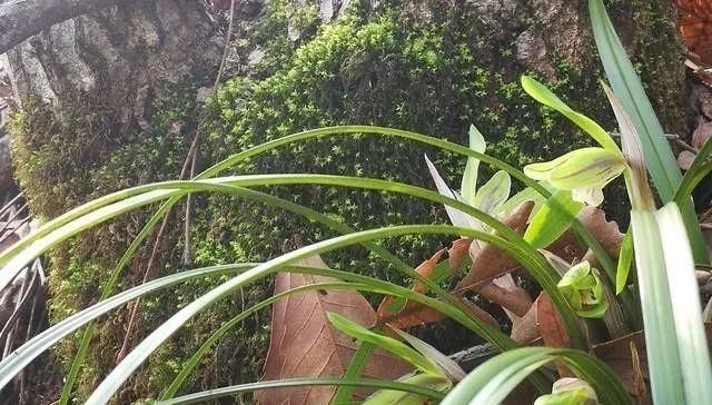  『护理』兰花在开花后的护理非常重要，不然当年可能不再复花