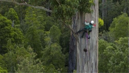 世界上最高的树，相当于50层楼高，中国却禁止种植此树