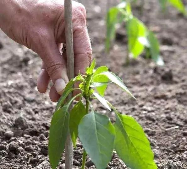 「定植」轻松栽种红辣椒的种菜高手们,进阶挑战一下盆栽大青椒!