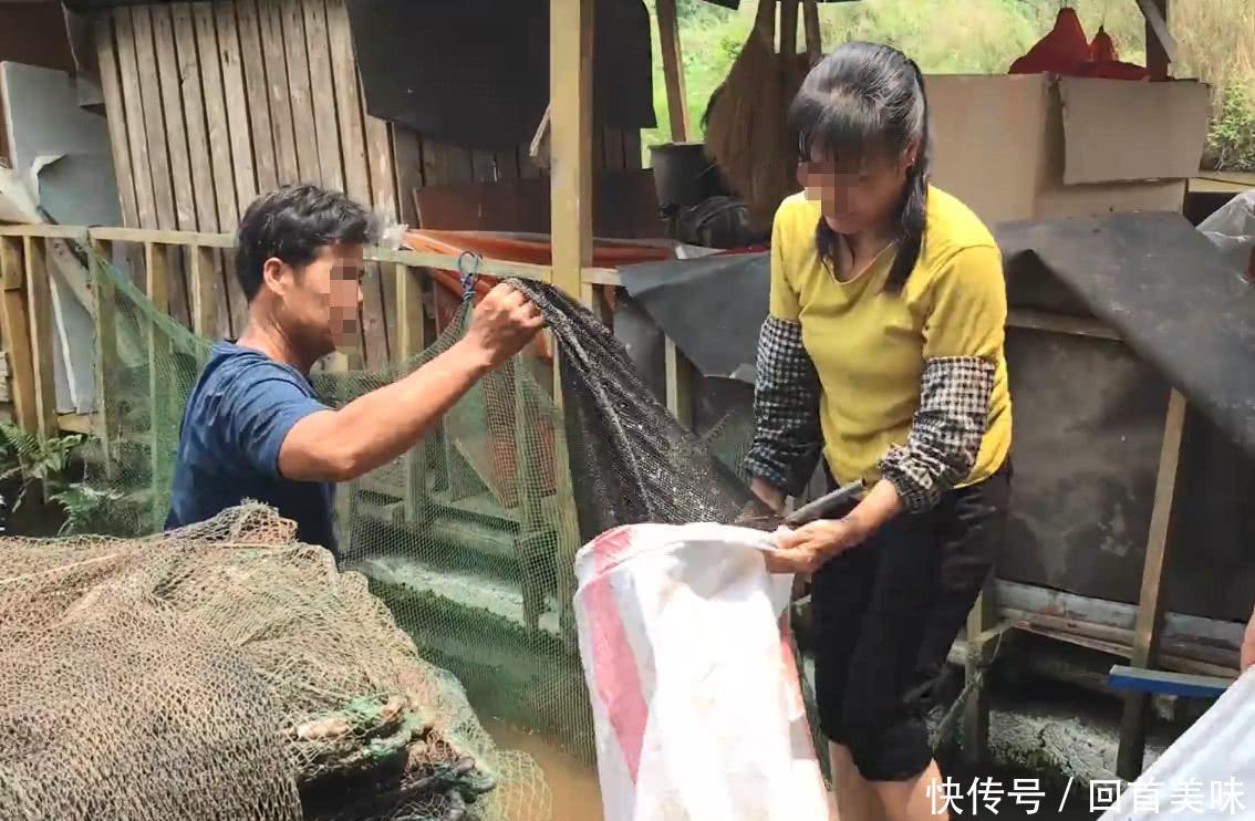 农村大叔卖这种野货，两天就挣了2000多块钱，这宝贝你吃过没