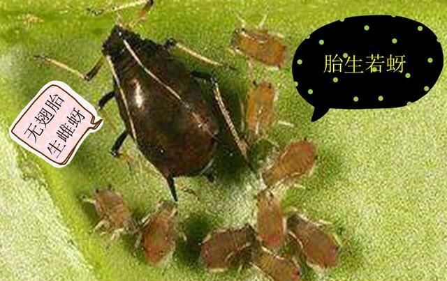  『防治工作』砂糖橘种植：春季橘蚜防治不可少，橘蚜防治你做好了吗？