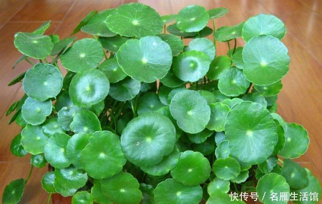  「水培的铜钱草」开春如何养铜钱草？记住1个“小步骤”，绿叶挤满盆，叶片圆又大