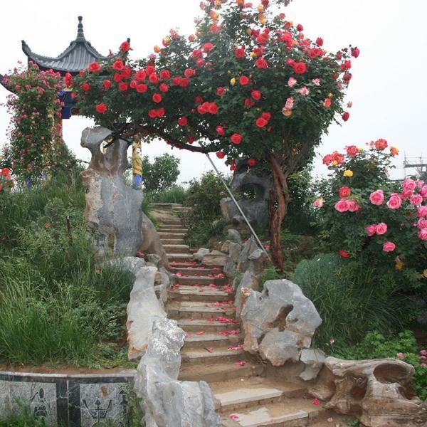  满园■家有空地的，建议种此“稀罕树”，满园飘香又结果，邻居羡慕