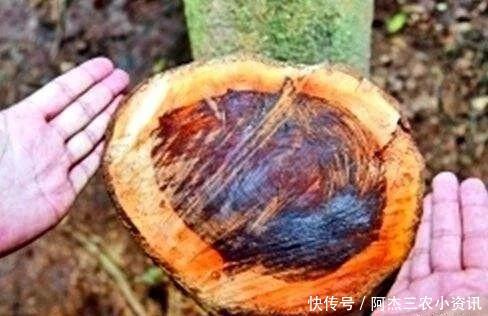  树木：农村这种树很常见，价值不输紫檀木，很多人却把它当柴烧