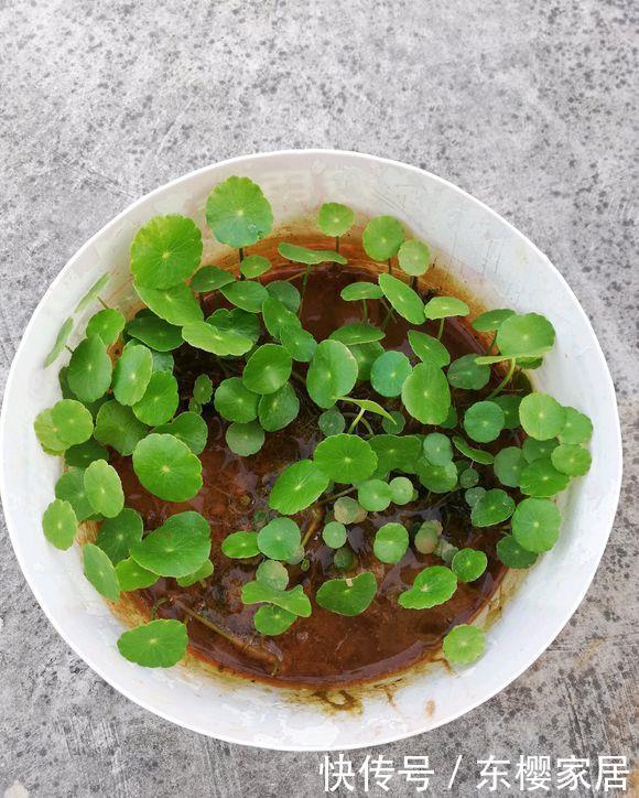 『豆瓣绿』给点水就能活的“3种花”,常年油绿,新手可养!