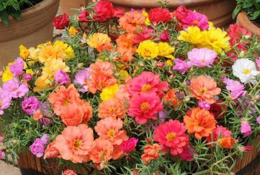 『凤仙花』春天就养4种花,扔土里就能开花,特别适合养花新手!