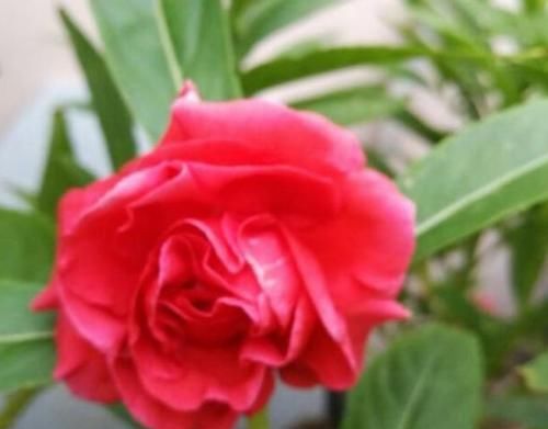  「适合」阳台最适合养4种花，开花漂亮又好养，寓意吉祥人人爱