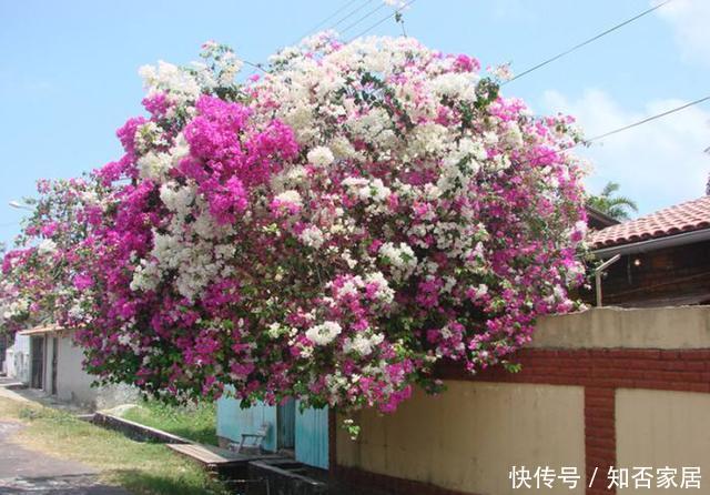  「三角梅」这3种花，个个是“拼命三郎”，越热长得越快，开爆整个三伏天