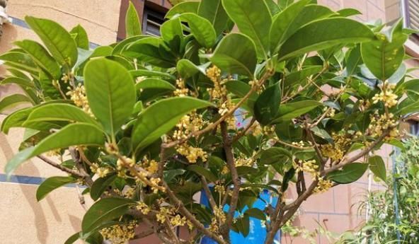  #长出#养了几年的桂花就是不开花？今天来“分析”一下，影响开花的原因