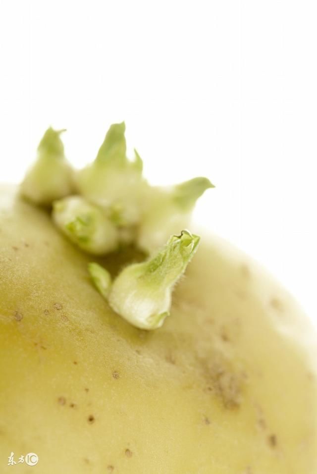 西红柿或是鸡蛋和土豆放一起吃会中毒?