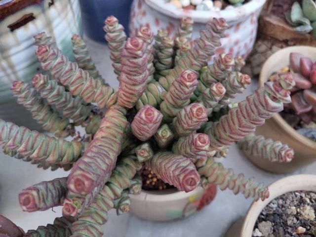  不充足■4种多肉天生爱徒长，新手养要注意，多晒太阳才长得好