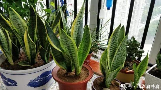 「虎皮」虎皮兰有“3怕”,避开后能“疯长”,直接爆破盆