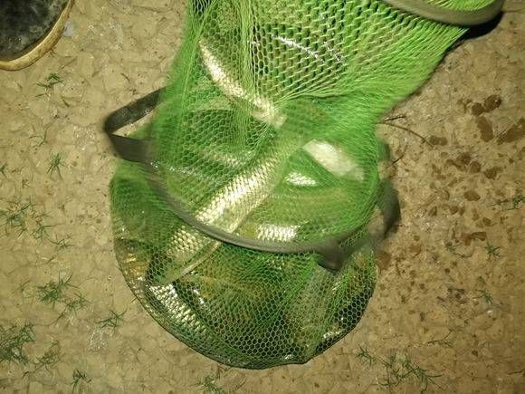  草鱼：新手野钓也能连竿大草鱼，可见资源好才是硬道理，想钓不到鱼都难