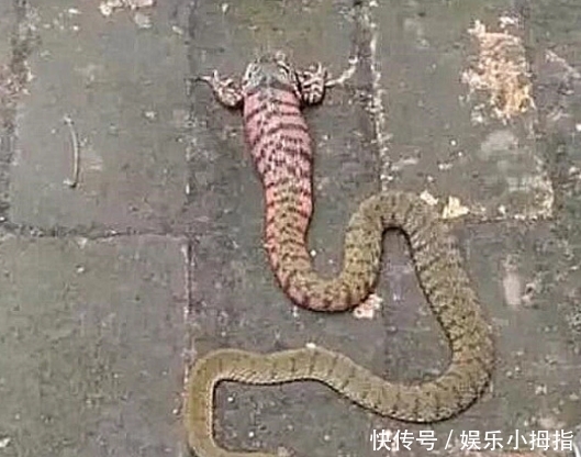 蛇是有脚吗 t01dae058e3a674d151.jpg