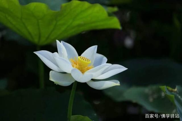 净土法门：念经、听经有窍门