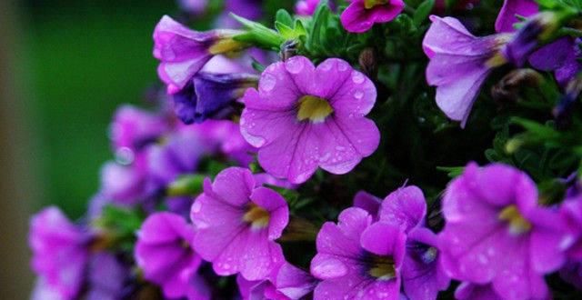  「矮牵牛的繁」这两种花都叫“牵牛花”，却一个“高”一个“矮”