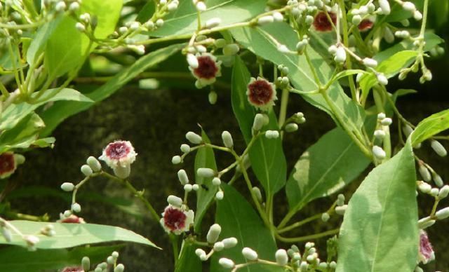 「花型」你小时候可能割过的鸡屎藤,碾碎后有臭味能喂猪,但花型格外美丽