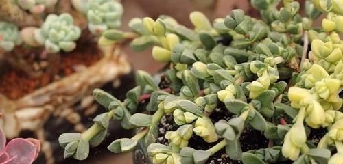  #叶子#叶子上有棱角的多肉植物，还能开花的鹿角海棠，特容易扦插繁殖