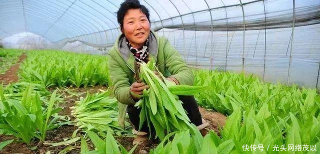  【大棚】拆了大棚，吃不起蔬菜；拆了猪圈，吃不起肉；禁养，买