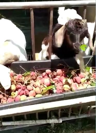 新鲜荔枝喂牛羊,广东荔枝滞销,农户丰产不丰收